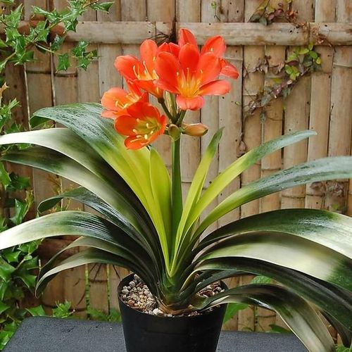 Những loại cây phong thủy phù hợp cho người tuổi Bính Tuất là cây lan hồ điệp, cây vạn niên thanh, cây phong lộc, cây ngọc ngân, cây lưỡi hổ, cây lan quân tử… sẽ giúp thu hút tài lộc tiền tài, phát triển sự nghiệp.