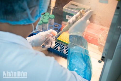 Đầu côn dùng một lần cho mỗi thao tác pipet là quy tắc bắt buộc nhằm loại bỏ hoàn toàn nguy cơ nhiễm chéo giữa các mẫu ADN.