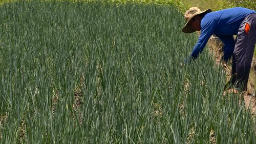 Giá hành lá đang tăng đột biến, nông dân phấn khởi. Ảnh: TÍN HUY