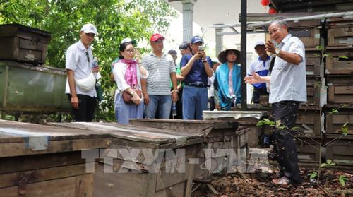 Nông dân xã An Thạnh, thành phố Cần Thơ khai thác du lịch từ mô hình nuôi ong lấy mật. Ảnh: Nguyễn Hằng - TTXVN