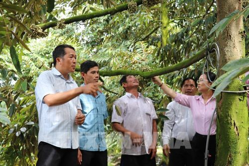 Cán bộ Phòng Giao dịch Ngân hàng CSXH Châu Thành, tỉnh Đồng Tháp tham quan mô hình trồng sầu riêng của hội viên Hội Nông dân từ nguồn vốn tín dụng chính sách. Ảnh: Hữu Chí - TTXVN