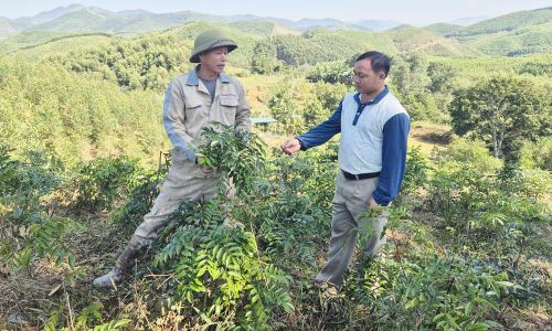 Khu vực trồng rừng kinh tế của xã Dương Hưu.