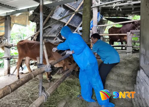 Nhân viên thú y xã Điện Bàn Tây tiêm vaccine phòng bệnh lở mồm long móng cho đàn bò của hộ dân. Ảnh: HỮU ANH