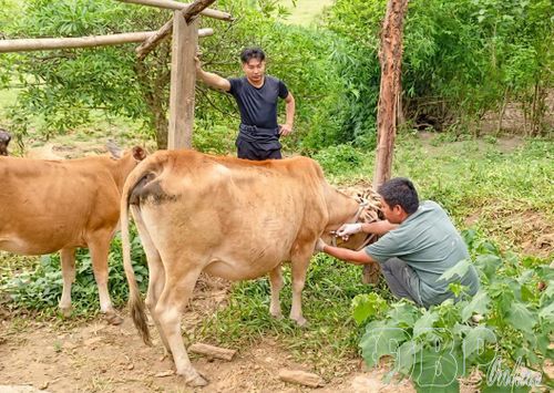 Cán bộ Trung tâm Dịch vụ tổng hợp xã Sam Mứn tiêm thuốc, điều trị cho bò mắc bệnh viêm da nổi cục.