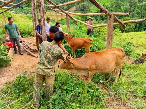 Bò mắc bệnh viêm da nổi cục được cách ly, theo dõi và kiểm tra tình hình thường xuyên.