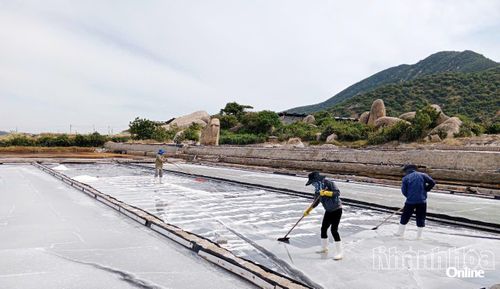 Diêm dân xã Ninh Hải sản xuất muối trên nền bạt.