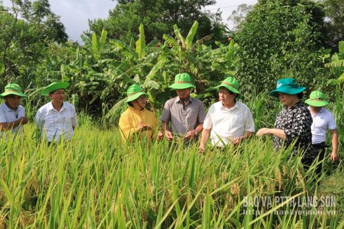 Các đại biểu tham quan mô hình giống lúa lai QL301