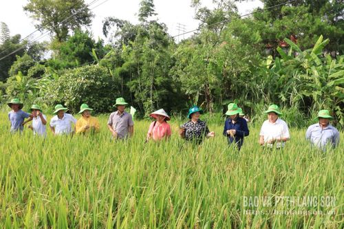 Các đại biểu tham quan mô hình giống lúa lai QL301