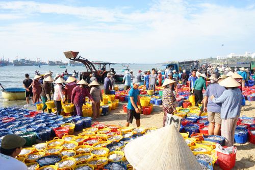 Nhộn nhịp không khí làm việc ở làng chài khi cá cơm cập bến
