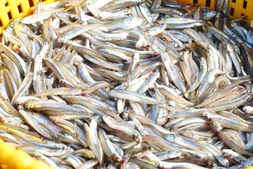 Những ky cá cơm tươi xanh…