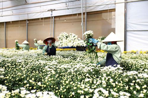 Công ty Đà Lạt Hasfarm đang trở thành sự lựa chọn hàng đầu trong thị trường hoa châu Á - Thái Bình Dương