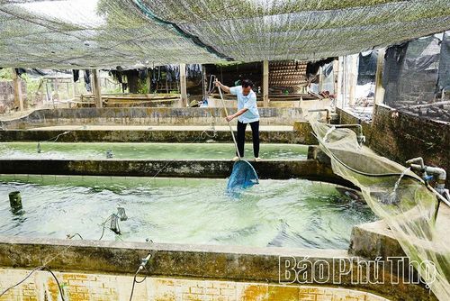 Trang trại có hơn 10 bể nuôi với nhiều lứa cá khác nhau, từ cá giống, cá thương phẩm đến đàn cá bố mẹ phục vụ sản xuất trứng.