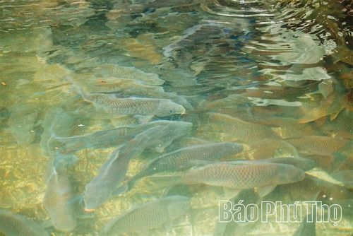 Từ thành công của mô hình, xã đang khuyến khích người dân và doanh nghiệp nghiên cứu phát triển các loại thủy sản nước lạnh phù hợp với điều kiện tự nhiên, góp phần đưa vùng đất Tam Sơn từng bước phát huy hiệu quả tiềm năng, tạo động lực phát triển bền vững cho địa phương.