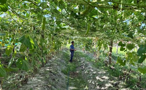 Ông Phan Văn Quang chăm sóc vườn bầu nhằm bảo đảm cây sinh trưởng tốt, cho năng suất và chất lượng ổn định - Ảnh: L.A