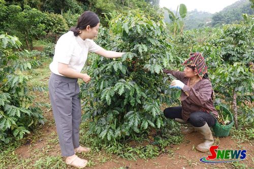 Cán bộ Trung tâm Khuyến nông và Chuyển đổi số tỉnh hướng dẫn người dân phường Chiềng An kỹ thuật chăm sóc cà phê.