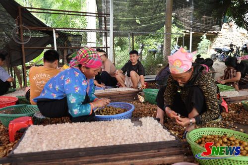 Hợp tác xã cây ăn quả vườn đồi tạo thêm việc làm cho nhân dân mùa sấy long nhãn.