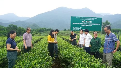 Cán bộ khuyến nông tỉnh Thái Nguyên hướng dẫn người trồng chè phòng trừ sâu bệnh hại.