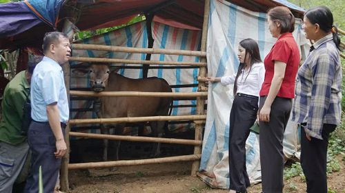 Cán bộ cùng người dân kiểm tra, chăm sóc bò giống phát triển sinh kế.
