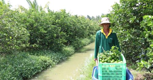 HTX là tổ chức tốt nhất để lao động có thể yên tâm giao đất lại cho người tiếp tục sản xuất ở quê hương.
