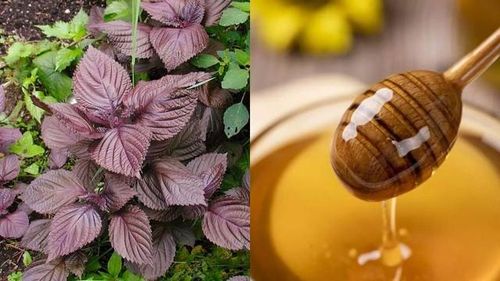 Sự kết hợp giữa lá tía tô và mật ong giúp làm trắng sáng da và ngăn ngừa các dấu hiệu lão hóa.