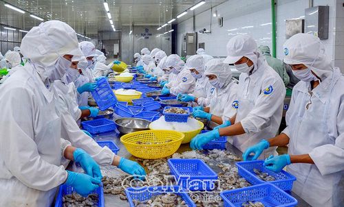 Công nhân đang làm việc tại dây chuyền chế biến tôm xuất khẩu, ngành công nghiệp mũi nhọn của Cà Mau.