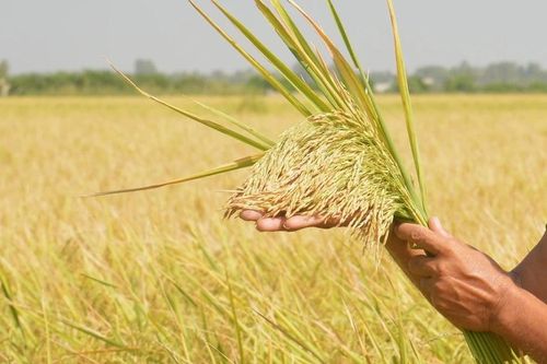 Giá lúa gạo trong nước hôm nay nhìn chung ổn định, riêng gạo thơm Jasmine tại chợ lẻ giảm 1.000 đồng/kg. (Ảnh minh họa: Báo Nông nghiệp và Môi trường)