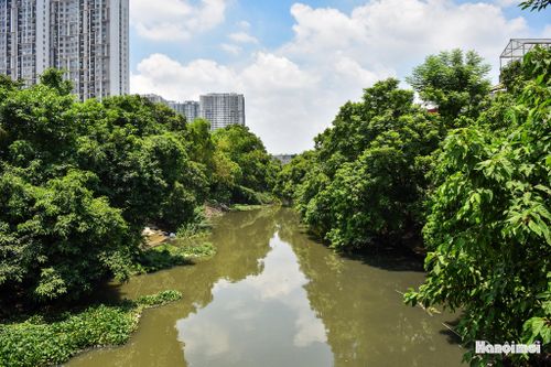 Nhiều đoạn sông Nhuệ chưa được kè bờ, cây cối mọc dày đặc, tạo nên sự tương phản giữa dòng sông và các khu đô thị hiện đại phía sau.