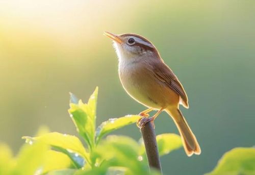 Điểm mạnh của người sinh tháng 3 Âm lịch là sự quyết đoán và tinh thần lạc quan. Ảnh minh họa