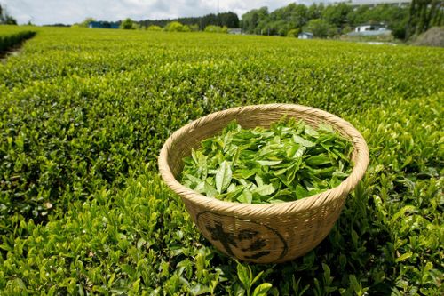 Nghiên cứu cho thấy cơ thể hấp thu và duy trì lượng nước từ một tách trà gần tương tự như khi uống nước lọc. Ảnh: European Pressphoto Agency.