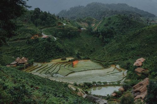 Ruộng bậc thang ở Bản Liền thời điểm vừa cấy lúa, tháng 6.