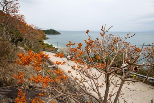 Sắc đỏ cam của hoa ngô đồng giữa núi rừng và biển đảo Cù Lao Chàm. Ảnh: Xuân Quý - TTXVN