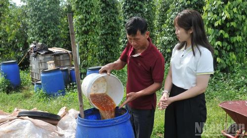 Người trồng hồ tiêu Lâm Đồng đang hướng tới canh tác xanh, sử dụng các loại phân bón hữu cơ để phát triển bền vững cây hồ tiêu, đáp ứng các tiêu chuẩn của các nước nhập khẩu.