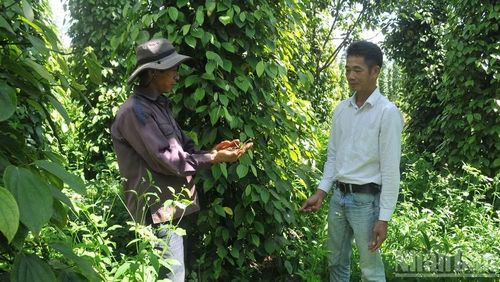 Người sản xuất hồ tiêu Lâm Đồng đang từng bước thay đổi tư duy và phương thức sản xuất với tiêu chuẩn xanh, xây dựng chuỗi liên kết từ sản xuất đến chế biến và tiêu thụ, tạo giải pháp then chốt để nâng cao năng lực cạnh tranh của ngành hồ tiêu trên thị trường quốc tế.