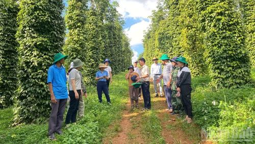 Lâm Đồng hiện có hơn 6.491ha hồ tiêu được sản xuất theo các tiêu chuẩn VietGAP, GlobalGAP, hữu cơ và Rainforest Alliance; hai vùng sản xuất hồ tiêu ứng dụng công nghệ cao với tổng diện tích hơn 1.549ha.