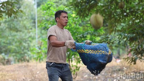 Để thu hoạch sầu riêng từ trên cao các nhà vườn thường thuê đội thu hái thạo việc ở địa phương.
