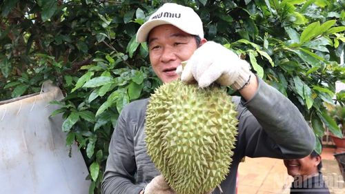 Niềm vui được mùa sầu riêng của nông dân ở Đồng Nai.