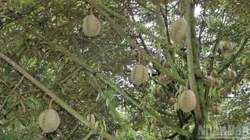 Toàn thành phố Đồng Nai hiện có hơn 23 nghìn ha diện tích trồng cây sầu riêng, chủ yếu là giống Ri6 và Thái.