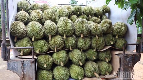 Sầu riêng sau thu hoạch được nông dân vận chuyển đến các vựa để tiêu thụ.