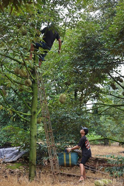 Để thu hoạch đúng chuẩn, các nhà vườn phải thuê đội ngũ "thợ gõ" với nhiều kinh nghiệm ở địa phương. Công việc này mang lại thu nhập mỗi ngày từ 1 đến 2 triệu đồng cho mỗi lao động.