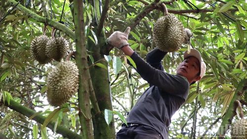 Anh Voòng A Sáng, xã Cẩm Mỹ, thành phố Đồng Nai, kiểm tra vườn cây sầu riêng Thái trước khi thu hoạch.