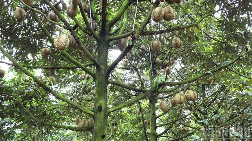 Sau khi thu hoạch giống Ri6, hiện đang là thời điểm các nhà vườn trên địa bàn thành phố Đồng Nai bước vào chính vụ loại sầu riêng giống Thái.