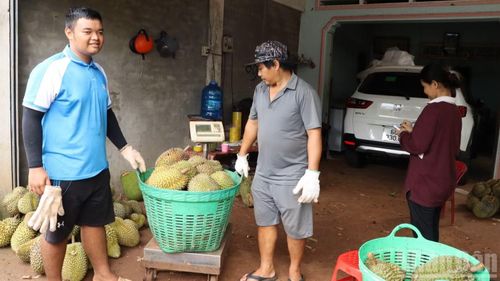 Những ngày này, các vựa trái cây nhộn nhịp thu mua sầu riêng ở Đồng Nai.