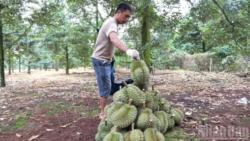 Sau khi hái từ trên cây, nhà vườn tập hợp để vận chuyển đến các vựa.