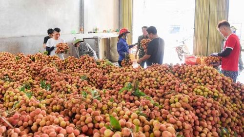 Điểm cân vải sớm tại xã Phúc Hòa.