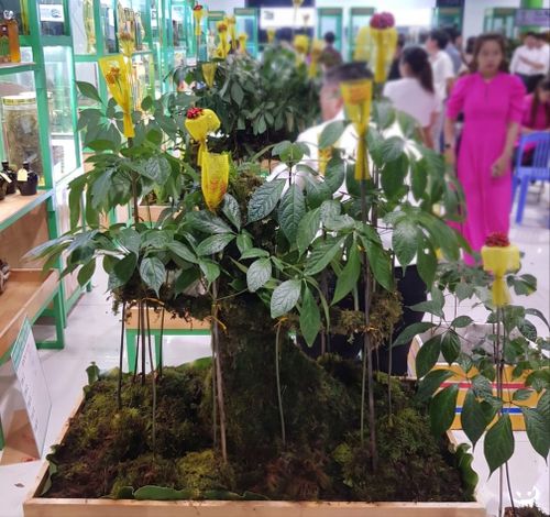 Điểm nhấn lễ hội là Ngày hội tôn vinh Sâm Ngọc Linh với hội thi sâm theo nhóm tuổi và đấu giá các cây sâm đoạt giải
