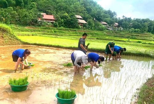  Cùng chung tinh thần tri ân, tuổi trẻ xã Mai Hạ đã tổ chức lực lượng tình nguyện hỗ trợ các gia đình chính sách cấy hơn 2.000 m2 lúa. Giữa những thửa ruộng, hình ảnh màu áo xanh thanh niên cùng những bó mạ, đôi chân lấm bùn đã trở thành hình ảnh đẹp của sự sẻ chia và trách nhiệm với cộng đồng. 