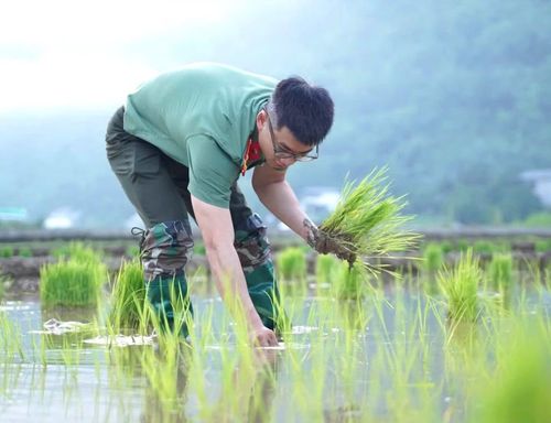 Đoàn viên trực tiếp xuống đồng, hoàn thành việc cấy toàn bộ diện tích lúa, giúp gia đình kịp thời vụ, giảm bớt gánh nặng lao động và ổn định sản xuất.