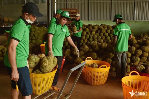 Cần giải pháp bền vững cho ngành sầu riêng Việt Nam. Ảnh: Thu Hà