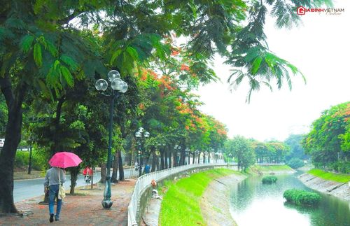 Sắc hoa phượng tô vẻ đường Nguyễn Đình Hoàn đẹp như tranh vẽ - đây là điểm được giới mê checkin ví như điểm đẹp nhất để chụp ảnh ở Thủ đô khi mùa hoa phượng nở.