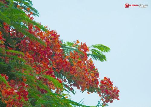 Hoa phượng từ lâu đã trở thành biểu tượng gắn liền với ký ức tuổi học trò của nhiều thế hệ.